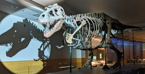 the tyrannosaurus rex in the museum